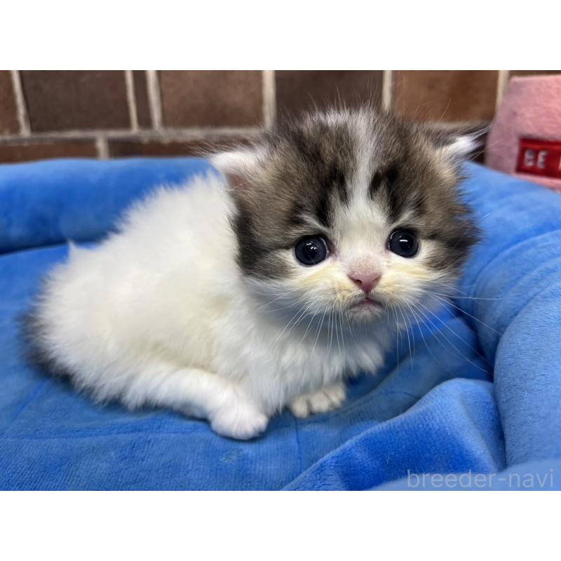 販売中の東京都のミヌエット(短足)-132994の7枚目