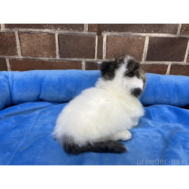 販売中の東京都のミヌエット(短足)-132994の6枚目