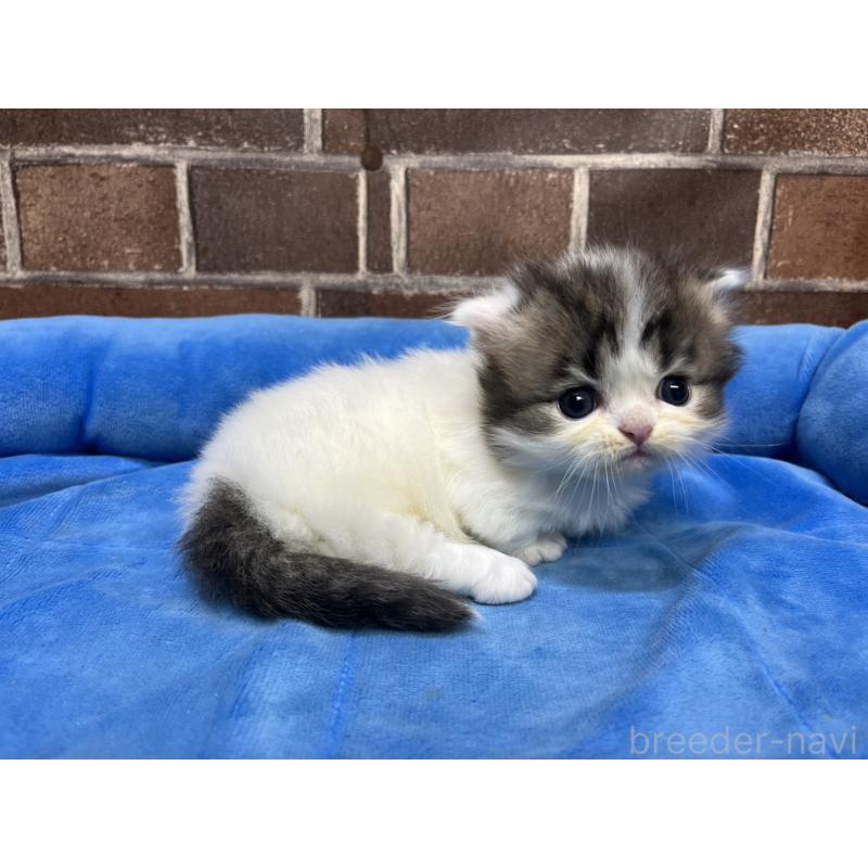 販売中の東京都のミヌエット(短足)-132994の5枚目