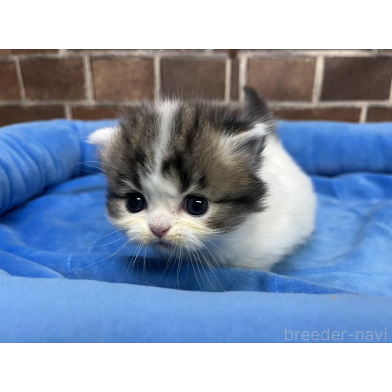 販売中の東京都のミヌエット(短足)-132994の4枚目