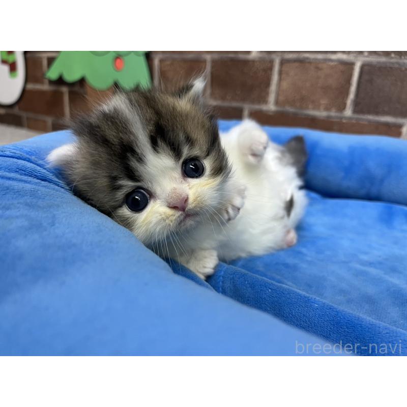 販売中の東京都のミヌエット(短足)-132994の3枚目