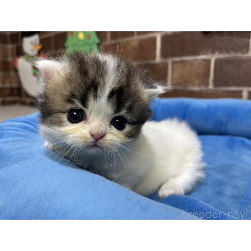 販売中の東京都のミヌエット(短足)-132994の2枚目