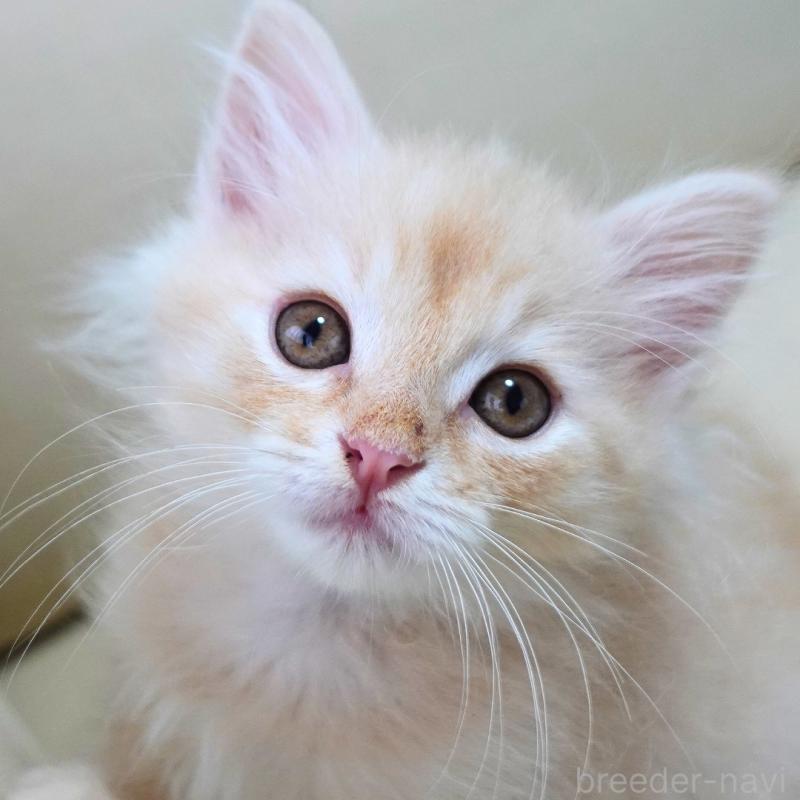 販売中の神奈川県のノルウェージャンフォレストキャット-132995