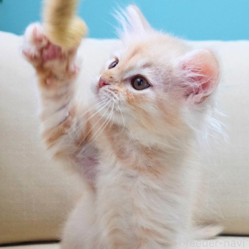 販売中の神奈川県のノルウェージャンフォレストキャット-132995の14枚目