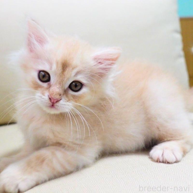 販売中の神奈川県のノルウェージャンフォレストキャット-132995の13枚目