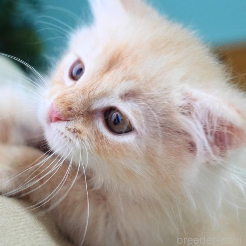 販売中の神奈川県のノルウェージャンフォレストキャット-132995の12枚目