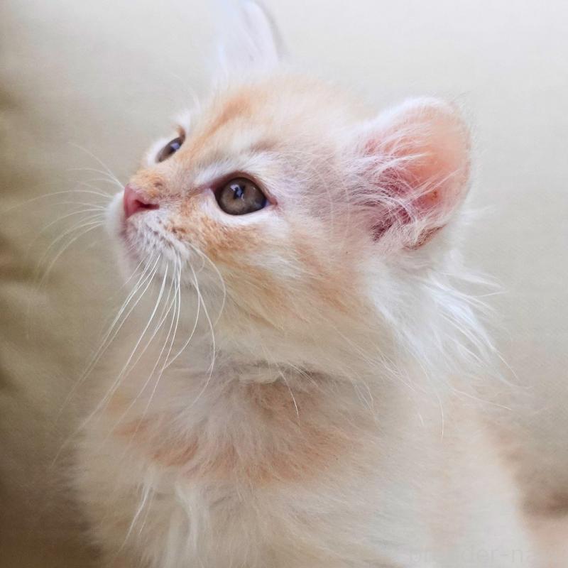 販売中の神奈川県のノルウェージャンフォレストキャット-132995の11枚目