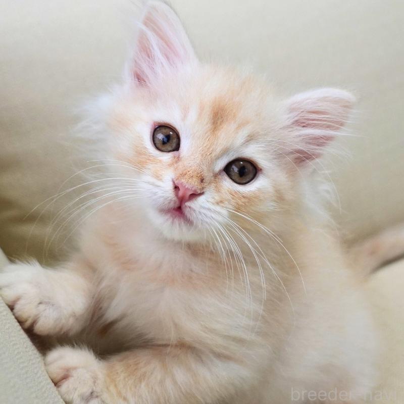 販売中の神奈川県のノルウェージャンフォレストキャット-132995の9枚目