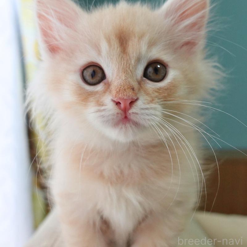 販売中の神奈川県のノルウェージャンフォレストキャット-132995の10枚目