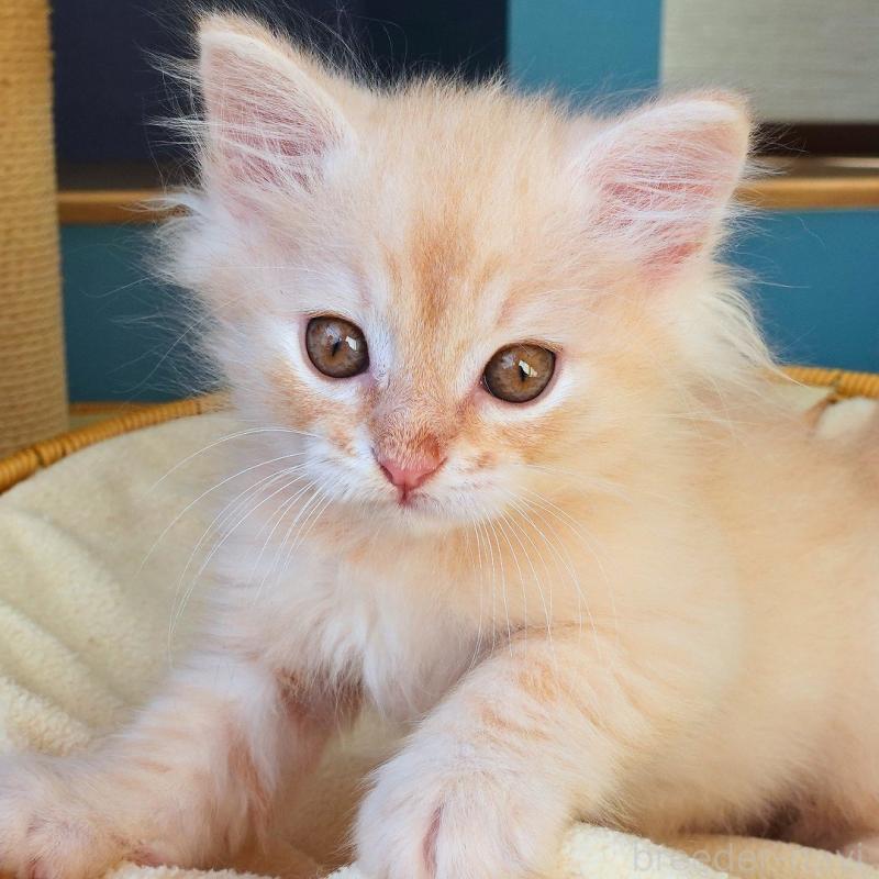 販売中の神奈川県のノルウェージャンフォレストキャット-132995の8枚目