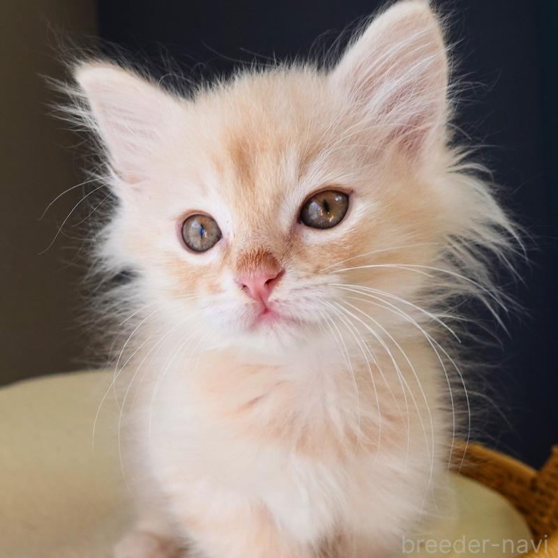 販売中の神奈川県のノルウェージャンフォレストキャット-132995の6枚目