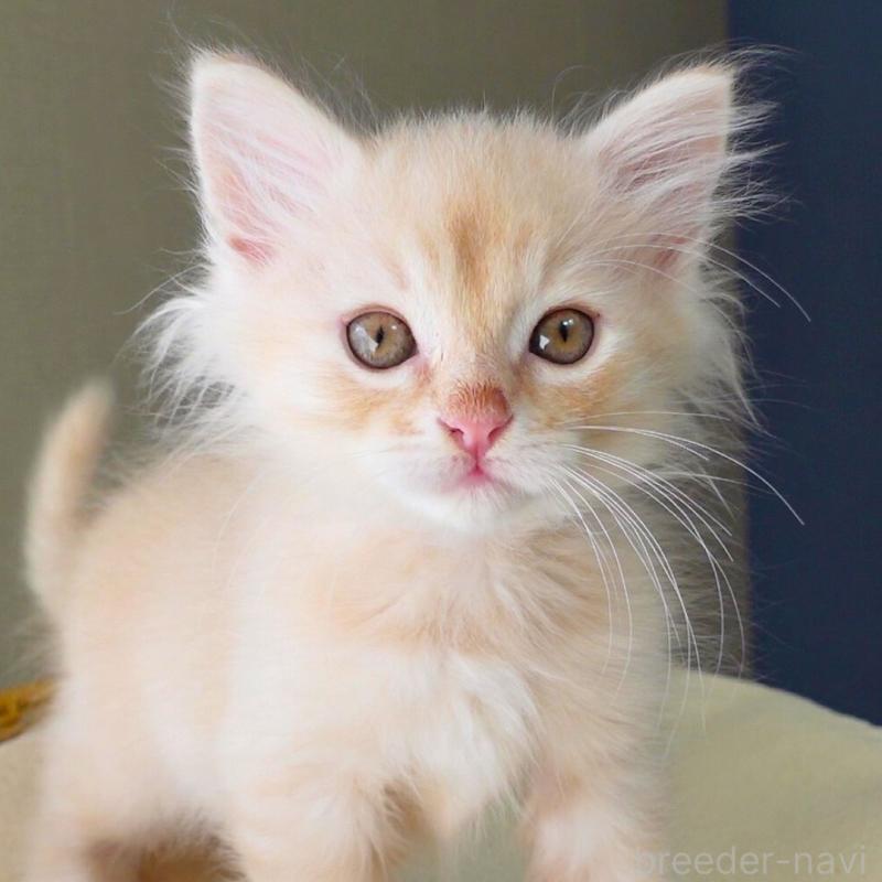 販売中の神奈川県のノルウェージャンフォレストキャット-132995の7枚目