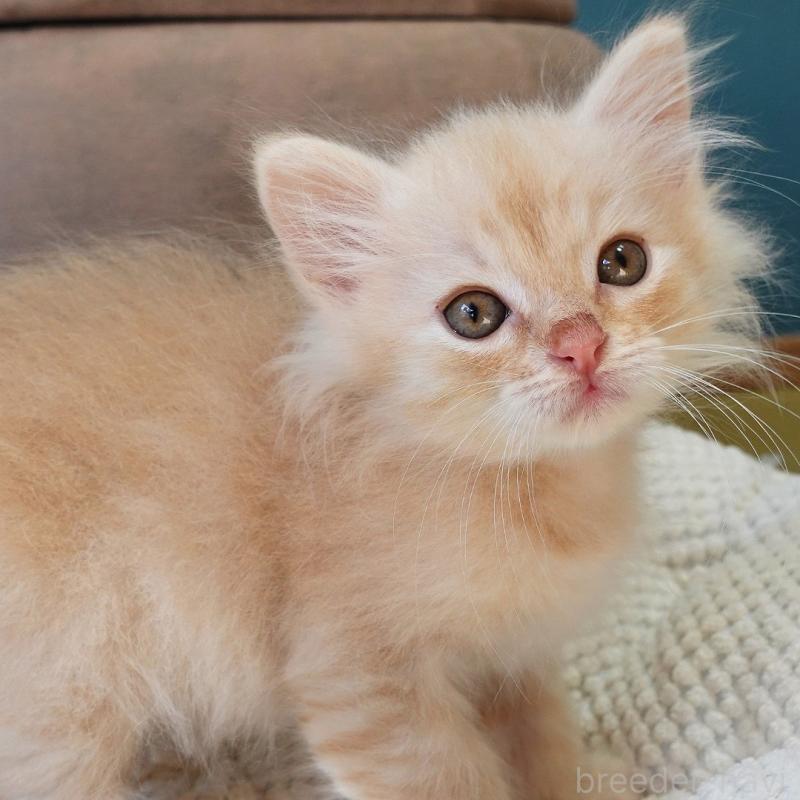 販売中の神奈川県のノルウェージャンフォレストキャット-132995の5枚目