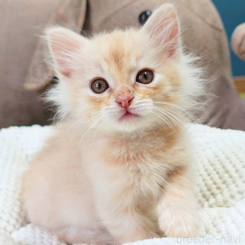 販売中の神奈川県のノルウェージャンフォレストキャット-132995の4枚目