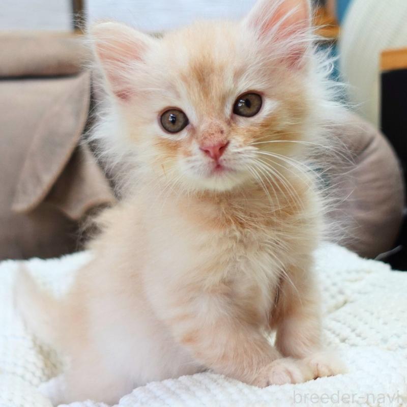 販売中の神奈川県のノルウェージャンフォレストキャット-132995の2枚目