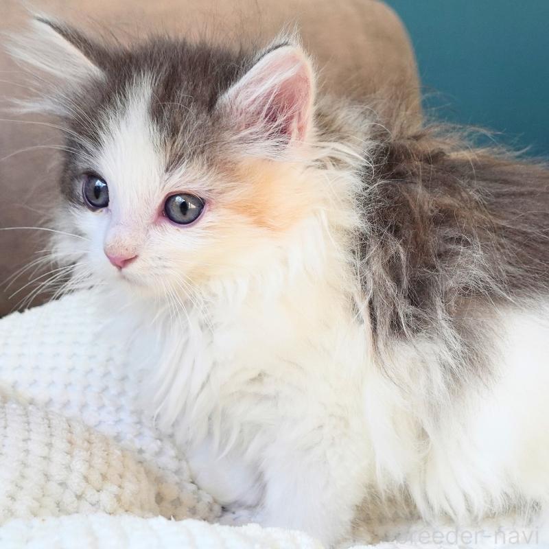 販売中の神奈川県のノルウェージャンフォレストキャット-132996の11枚目