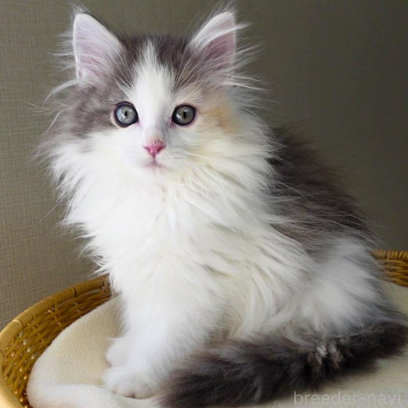 販売中の神奈川県のノルウェージャンフォレストキャット-132996の1枚目