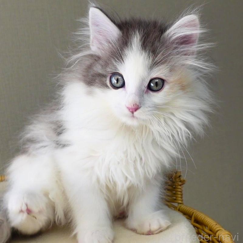 販売中の神奈川県のノルウェージャンフォレストキャット-132996の10枚目