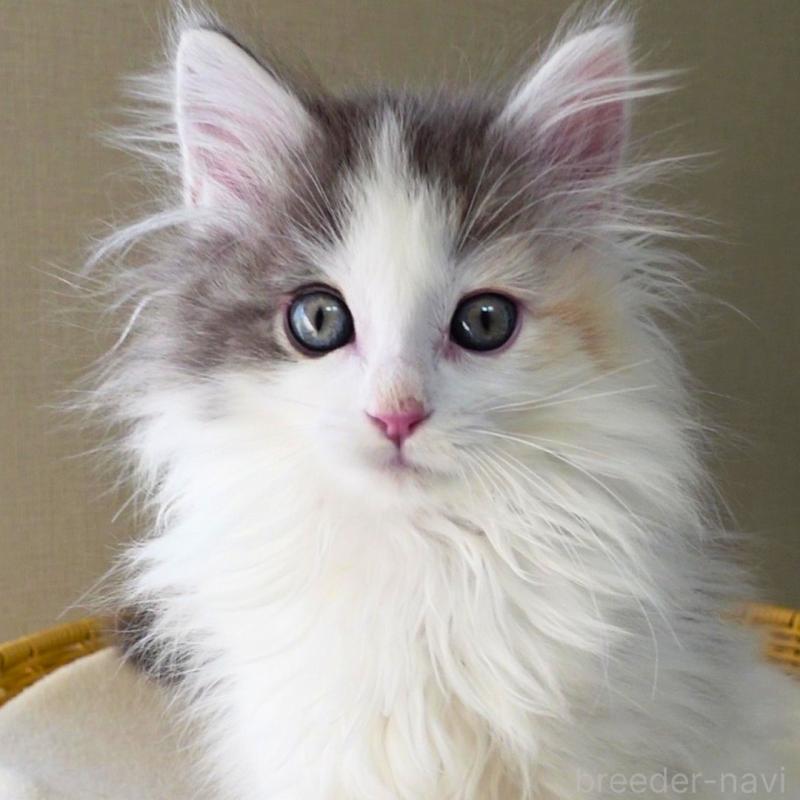 販売中の神奈川県のノルウェージャンフォレストキャット-132996の9枚目