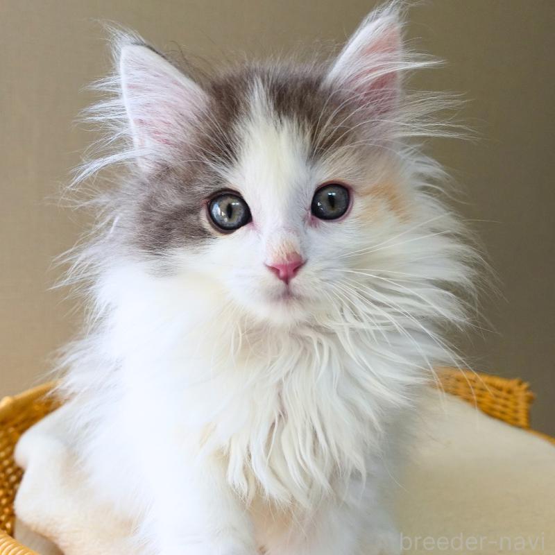 販売中の神奈川県のノルウェージャンフォレストキャット-132996の8枚目