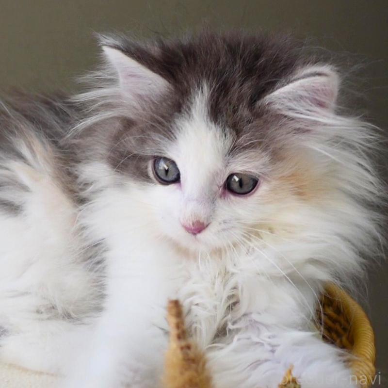 販売中の神奈川県のノルウェージャンフォレストキャット-132996の7枚目