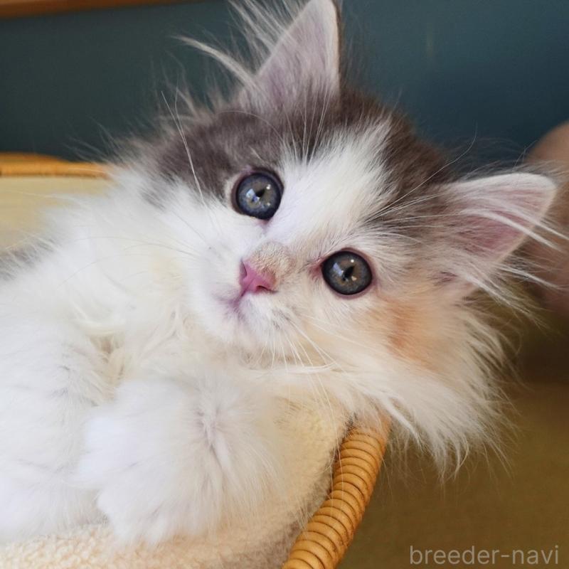 販売中の神奈川県のノルウェージャンフォレストキャット-132996の6枚目