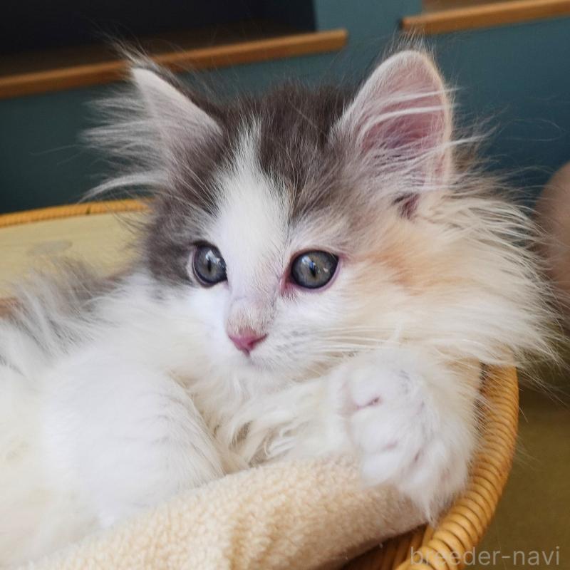 販売中の神奈川県のノルウェージャンフォレストキャット-132996の5枚目