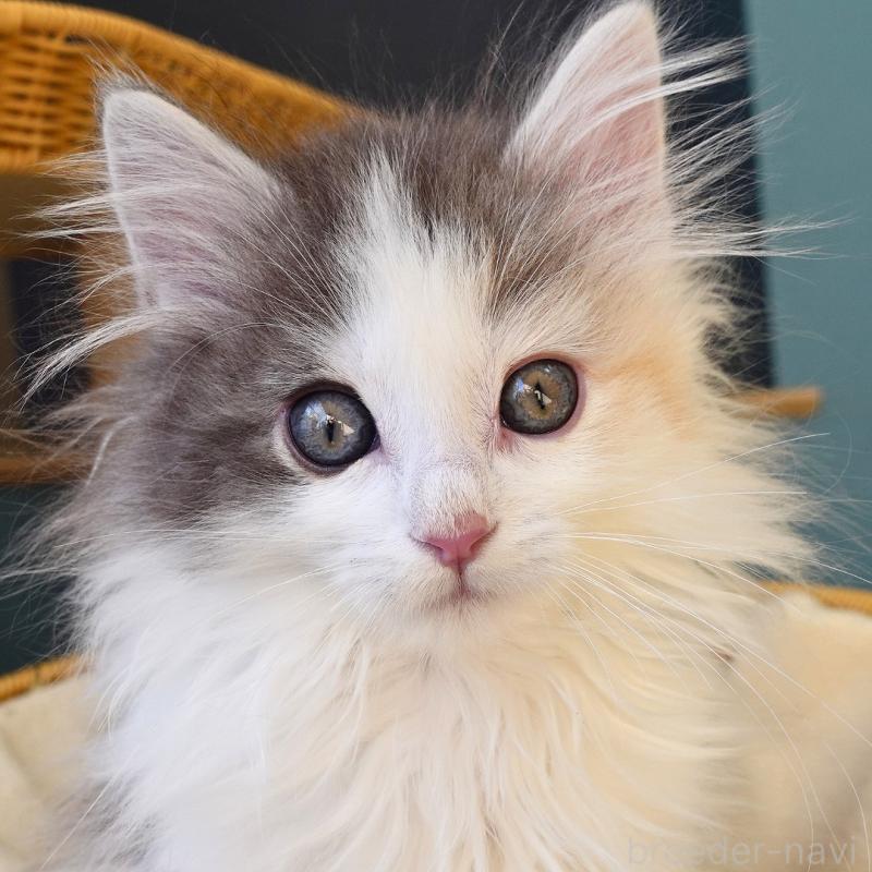 販売中の神奈川県のノルウェージャンフォレストキャット-132996の4枚目