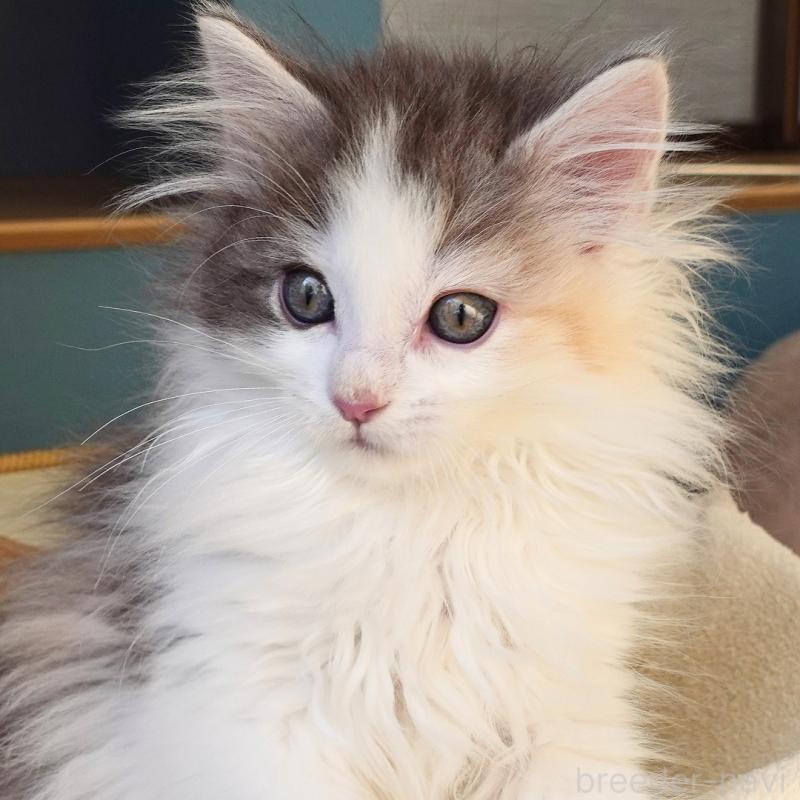 販売中の神奈川県のノルウェージャンフォレストキャット-132996の3枚目