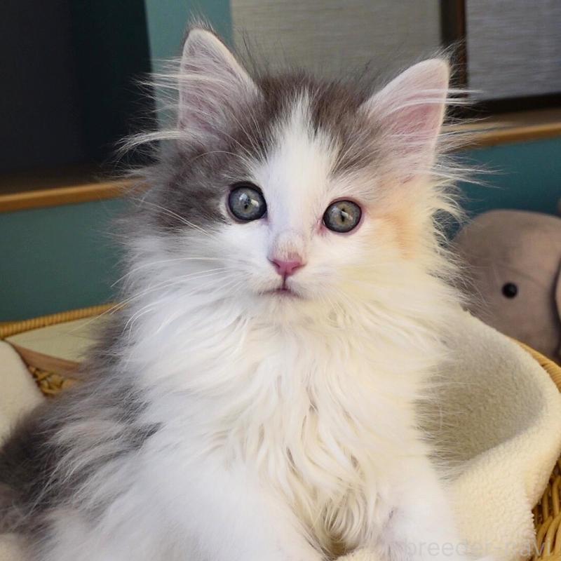 販売中の神奈川県のノルウェージャンフォレストキャット-132996の2枚目