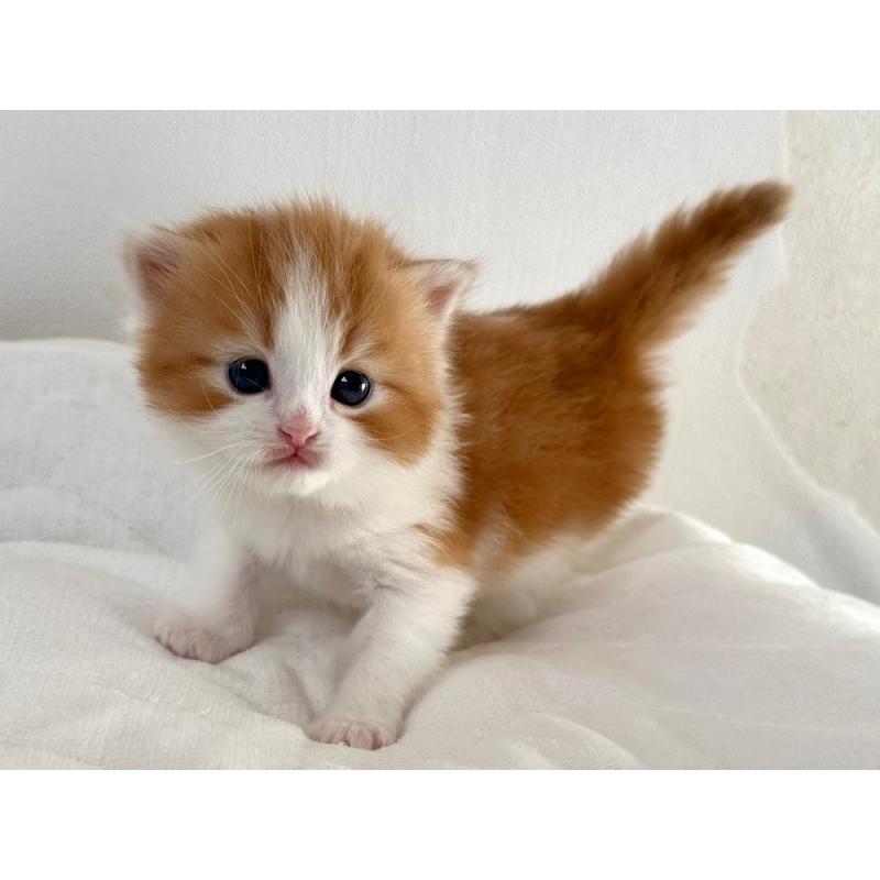 商談中の千葉県のラガマフィン-132997の5枚目