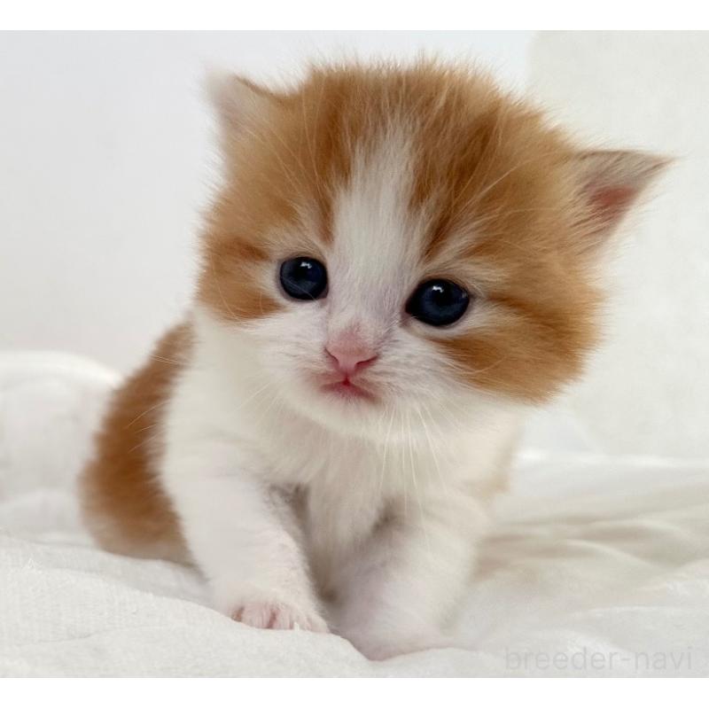 商談中の千葉県のラガマフィン-132997の6枚目