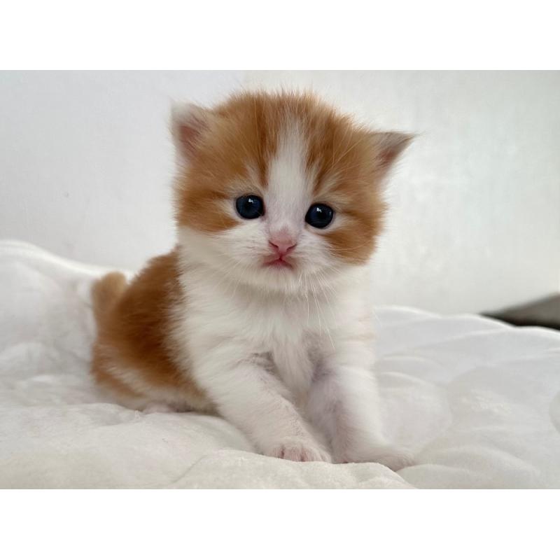 商談中の千葉県のラガマフィン-132997の4枚目