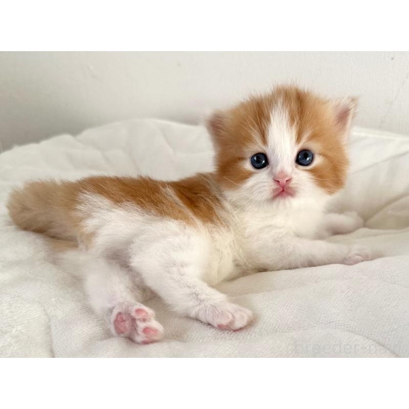 商談中の千葉県のラガマフィン-132997の3枚目