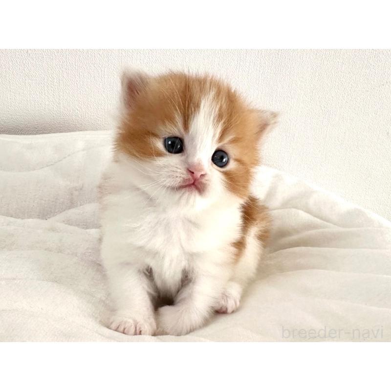 商談中の千葉県のラガマフィン-132997の2枚目