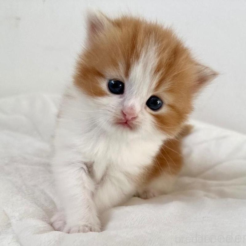 販売中の千葉県のラガマフィン-132997