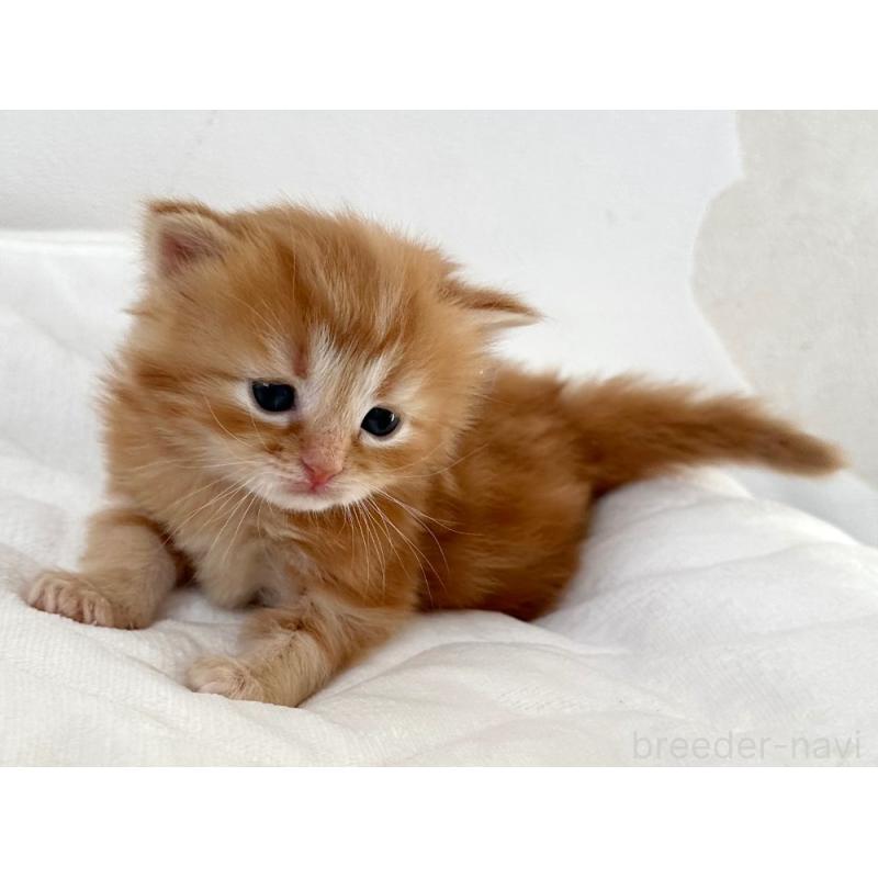 販売中の千葉県のラガマフィン-132998の6枚目