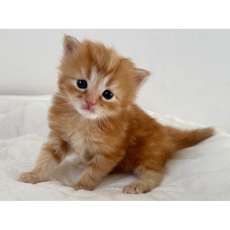 販売中の千葉県のラガマフィン-132998の4枚目