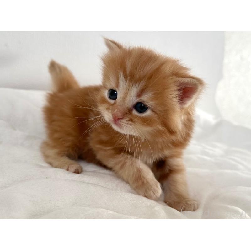 販売中の千葉県のラガマフィン-132998の5枚目