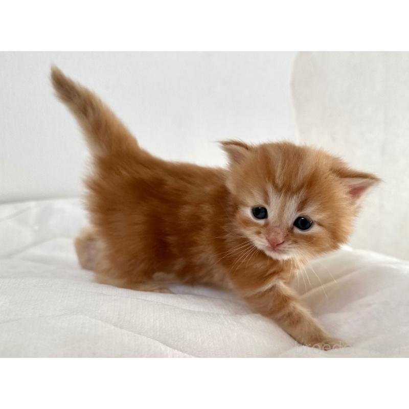 販売中の千葉県のラガマフィン-132998の3枚目