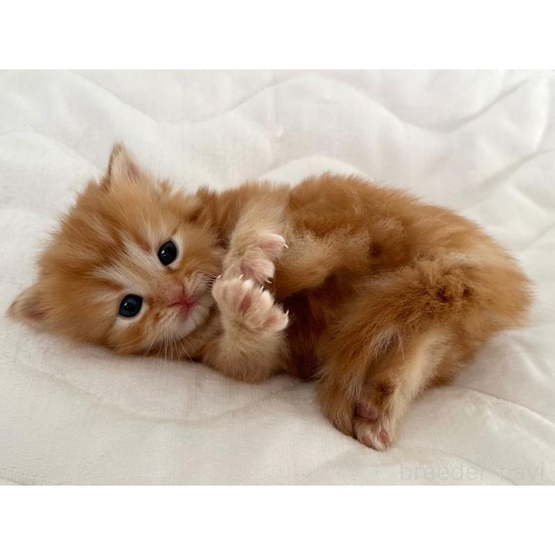 販売中の千葉県のラガマフィン-132998の2枚目