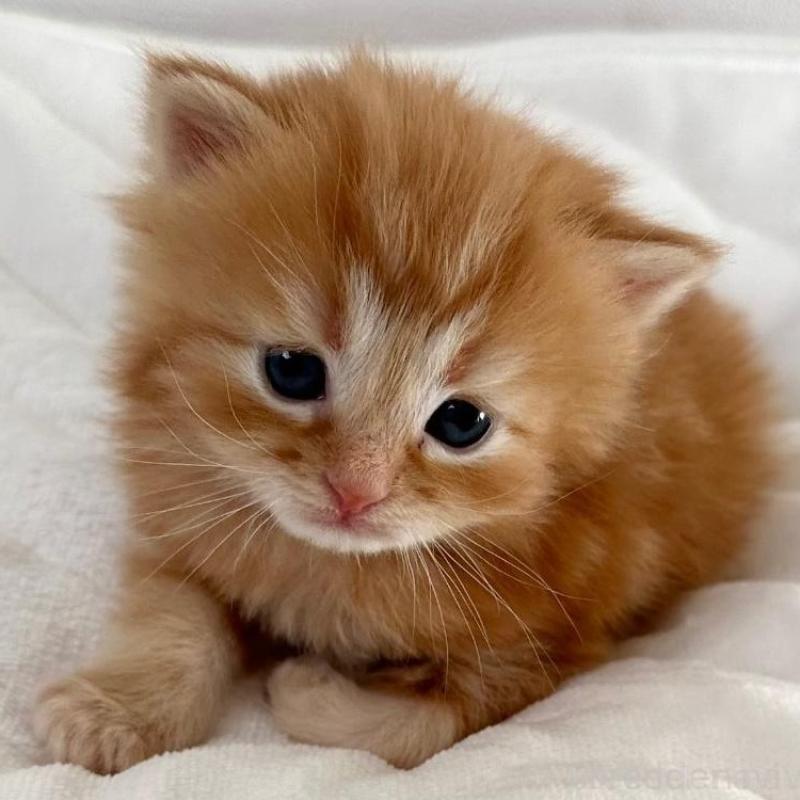 販売中の千葉県のラガマフィン-132998の1枚目