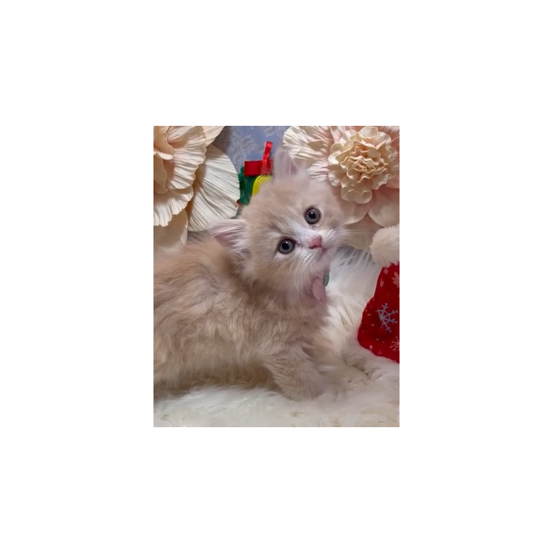 成約済の神奈川県のラガマフィン-132999の3枚目