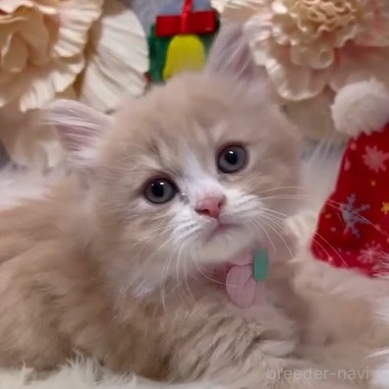 販売中の神奈川県のラガマフィン-132999