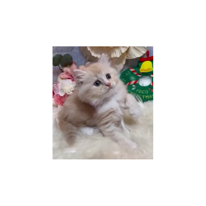 販売中の神奈川県のラガマフィン-133000の3枚目