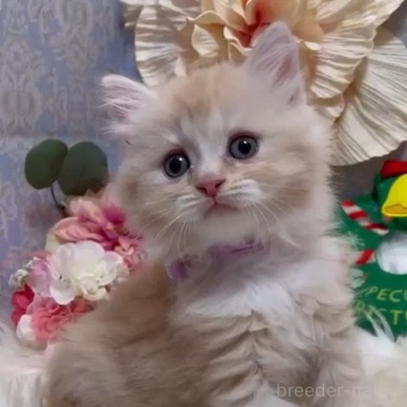 販売中の神奈川県のラガマフィン-133000の1枚目