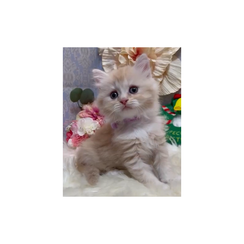 販売中の神奈川県のラガマフィン-133000の2枚目