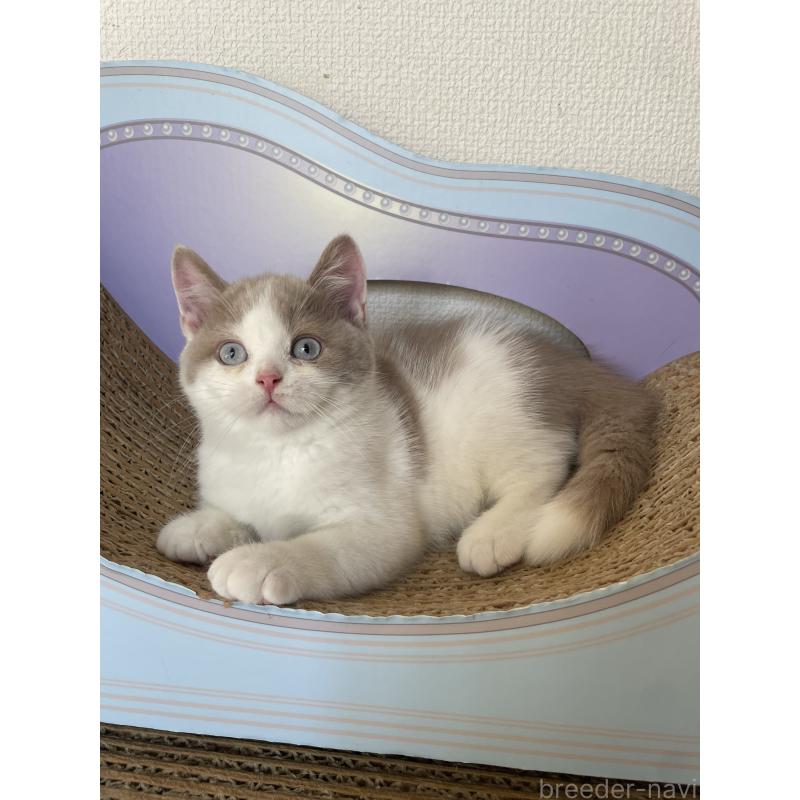 販売中の埼玉県のブリティッシュショートヘア-131838