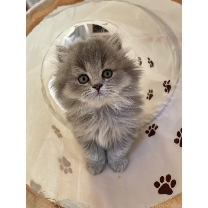 販売中の埼玉県のブリティッシュロングヘア-132722