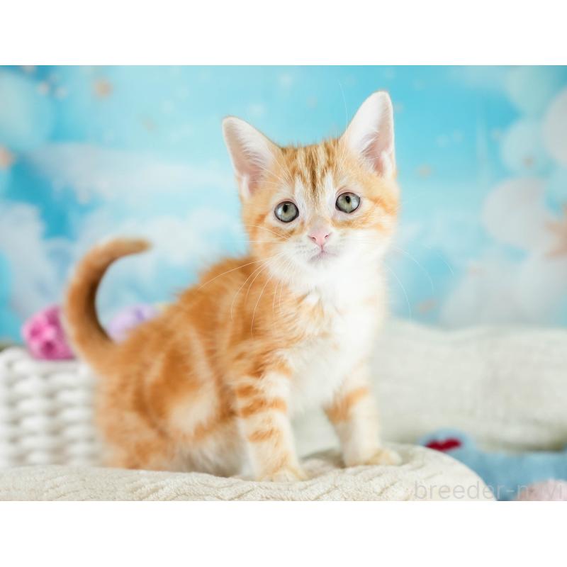 販売中の埼玉県のマンチカン-133004の12枚目